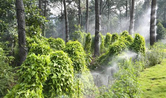 七坡林场中药材种植林下经济示范基地被认定为第五批国家林下经济示范