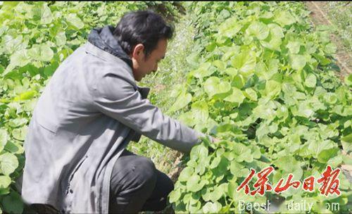 杨家山打造中草药种植专业村
