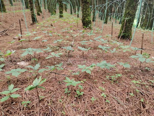 善洲林场林下中药材种植综合效益初显